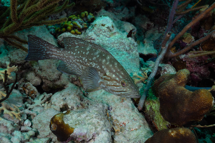 Groupers Identification: Western Comb Grouper