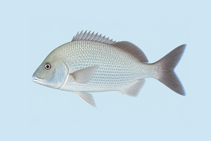 White Margate