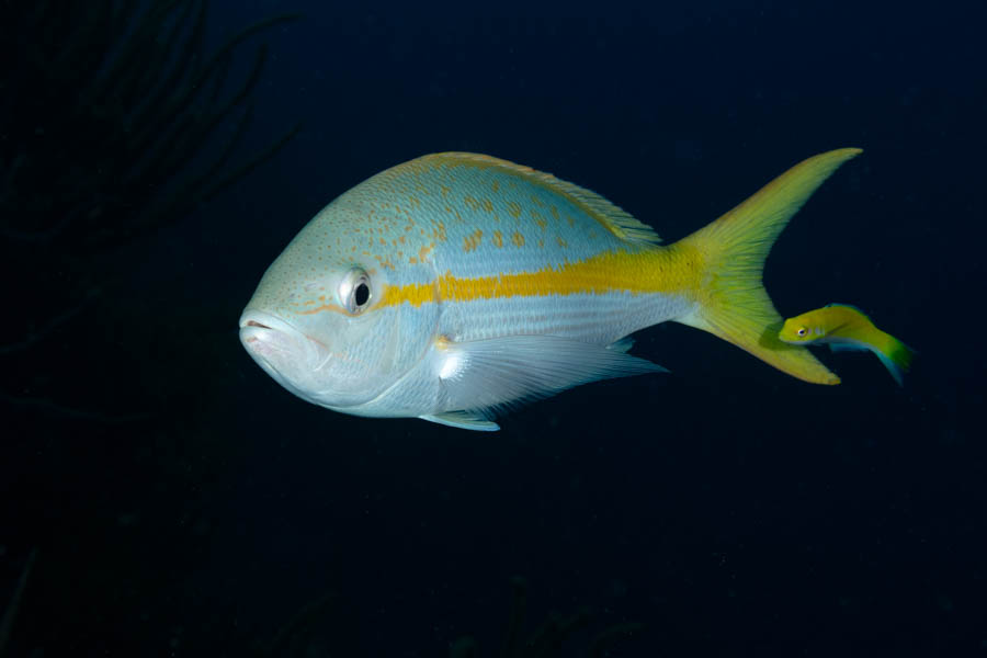 Snappers Identification: Yellowtail Snapper