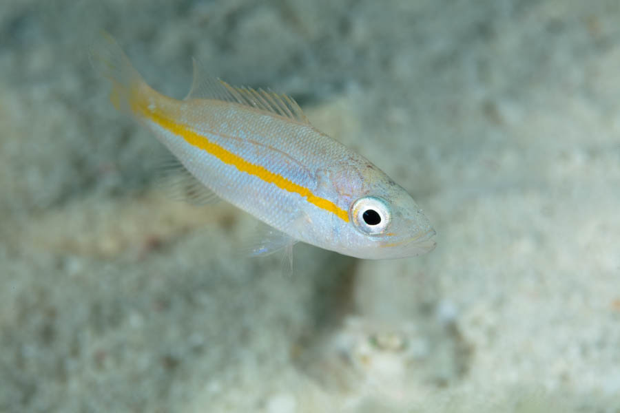 Snappers Identification: Yellowtail Snapper