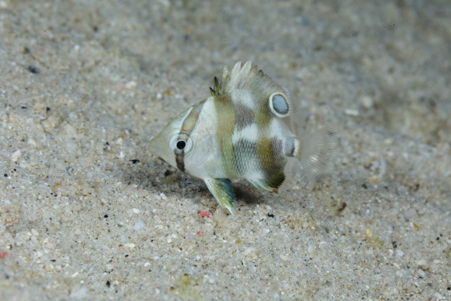 Butterflyfishes Identification: Banded Butterflyfish