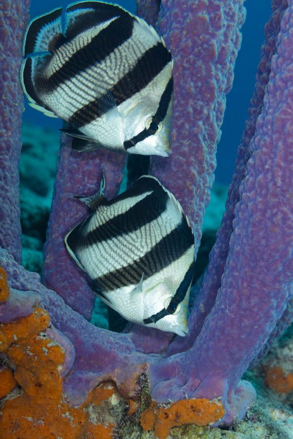 Butterflyfishes Identification: Banded Butterflyfishes