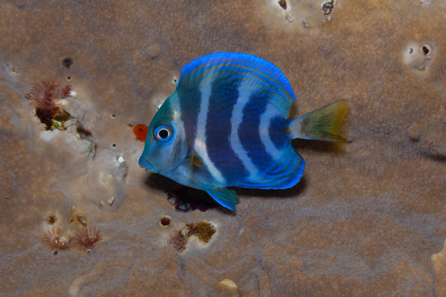 Surgeonfishes Identification: Blue Tang