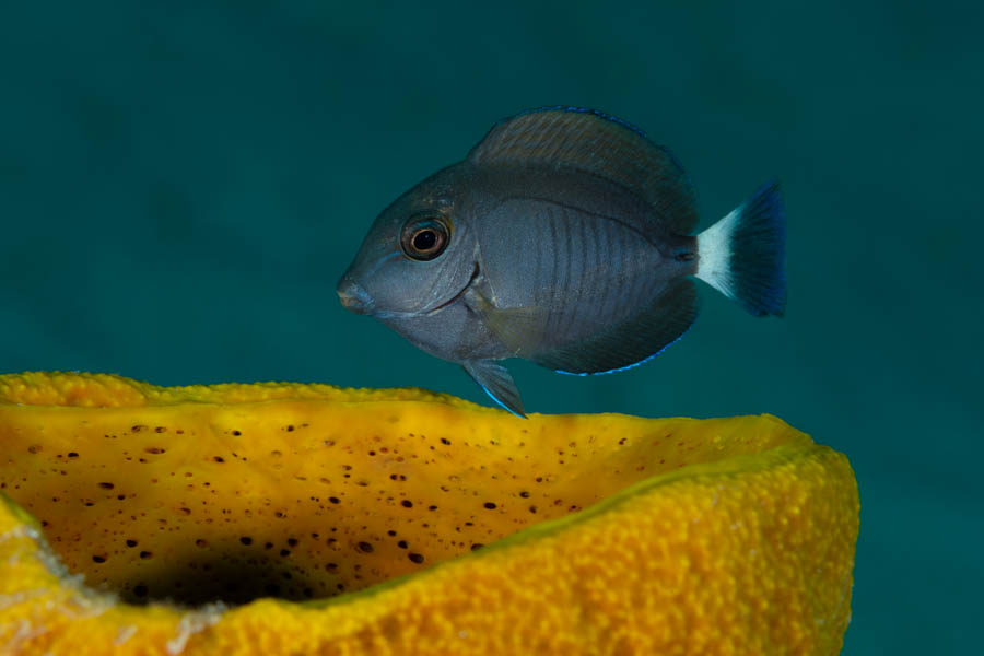 Surgeonfishes Identification: Doctorfish
