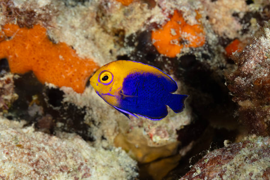 Flameback Angelfish