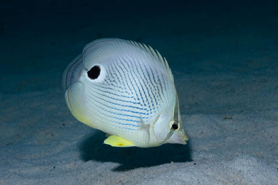 Foureye Butterflyfish