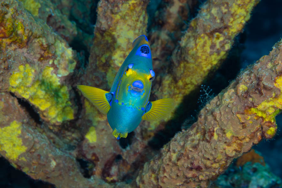 Queen Angelfish