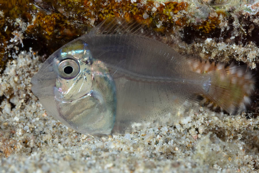 Surgeonfishes Identification: Settling Surgeonfish