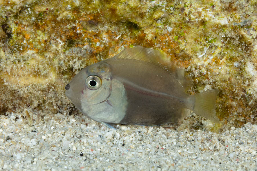 Surgeonfishes Identification: Settling Surgeonfish