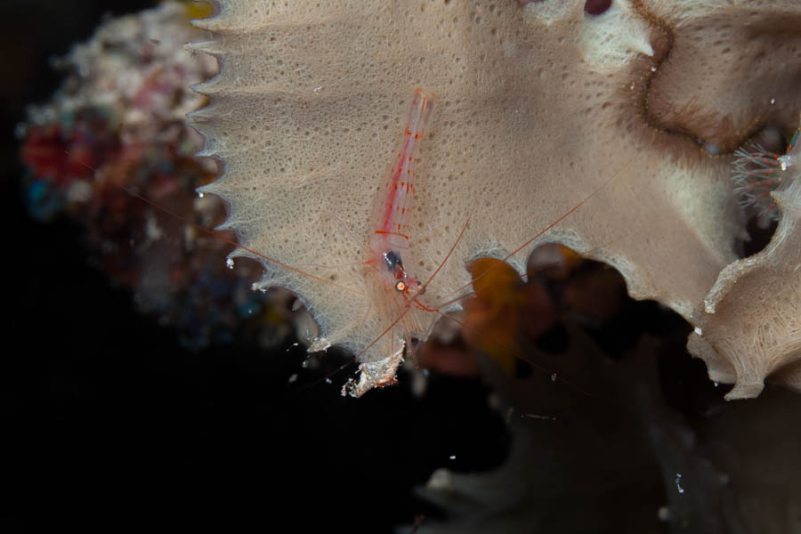 Shrimps, Invertebrates Identification: Antiguan Cave Shrimp