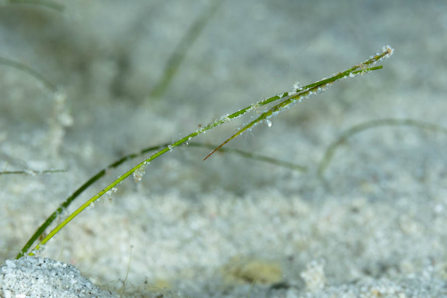 Shrimps, Invertebrates Identification: Arrow Shrimp