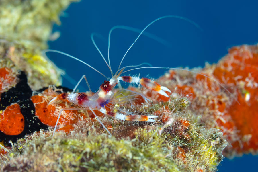 Shrimps, Cleaner Identification: Banded Coral Shrimp