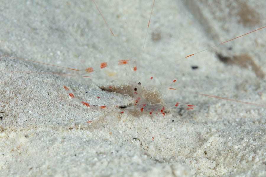 Shrimps, Cleaner Identification: Banded Coral Shrimp