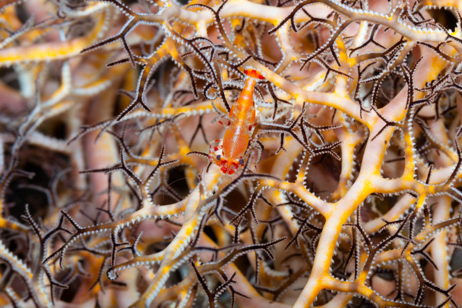 Shrimps, Commensal Identification: Basket Star Shrimp