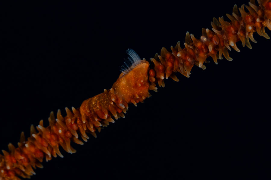 Black Coral Barnacle Barnacles - Black Coral Barnacle