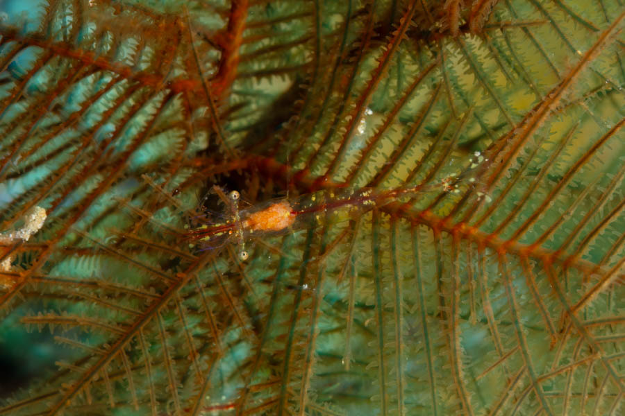 Shrimps, Commensal Identification: Black Coral Shrimp