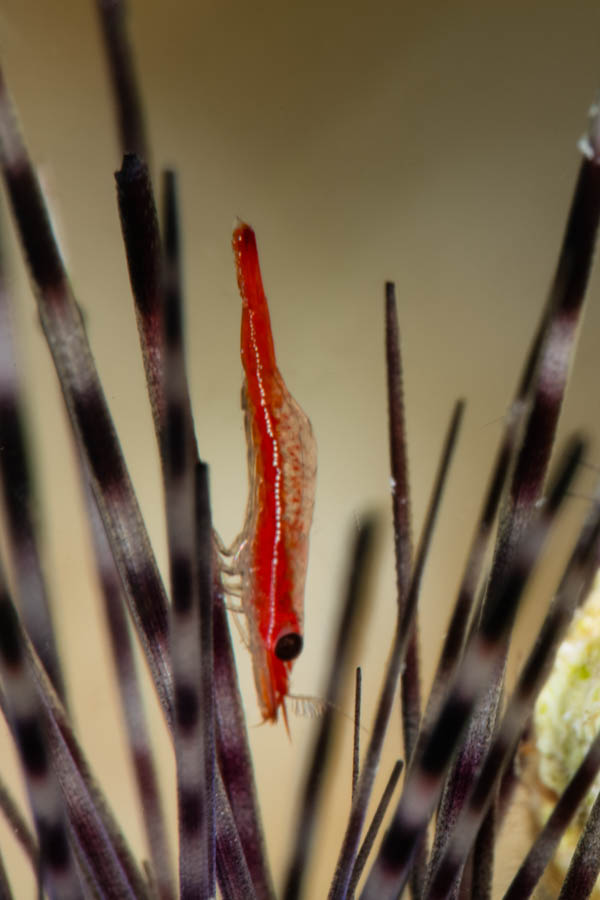 Shrimps, Commensal Identification: Black Urchin Shrimp