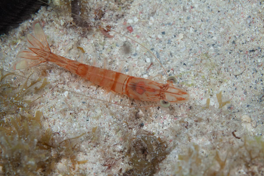 Shrimps, Invertebrates Identification: Brown Shrimp