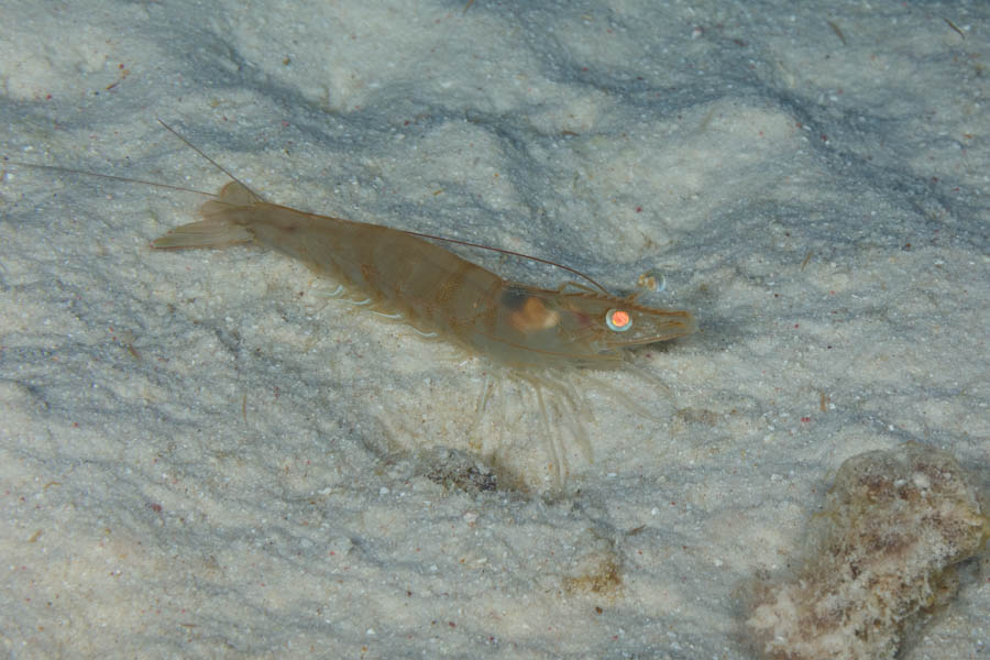 Shrimps, Invertebrates Identification: Brown Shrimp