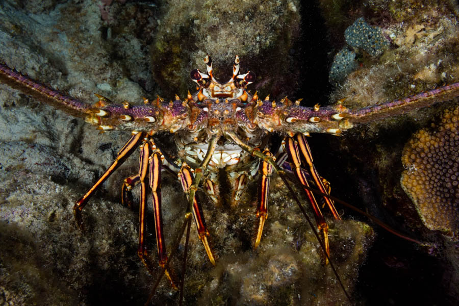 Lobsters Identification: Caribbean Spiny Lobster