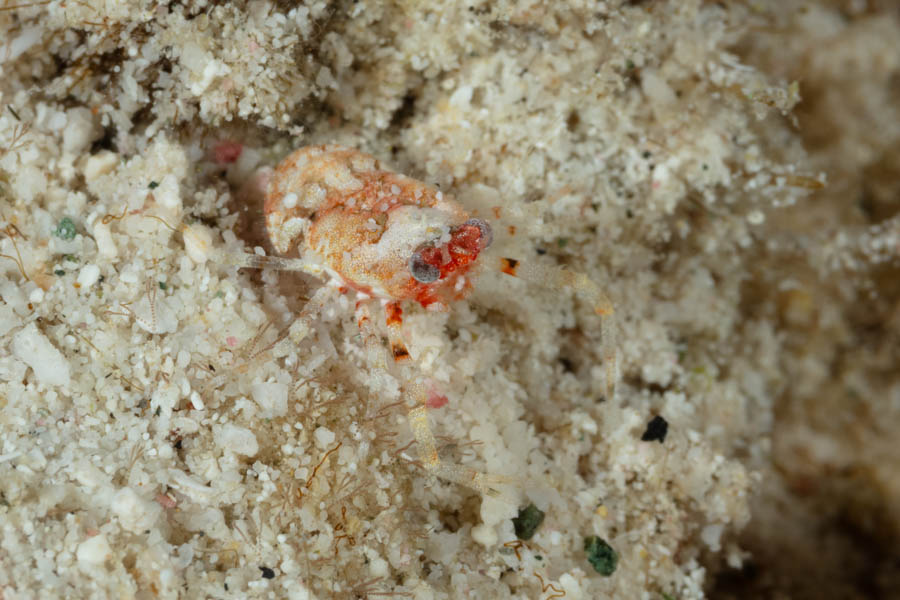 Caribbean Squat Lobster Squat Lobsters - Caribbean Squat Lobster
