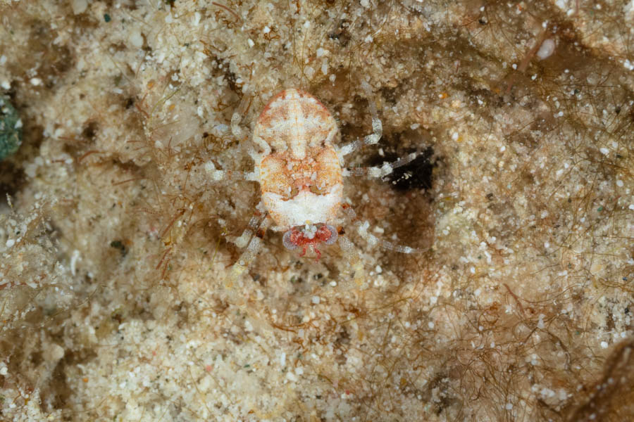 Caribbean Squat Lobster Squat Lobsters - Caribbean Squat Lobster