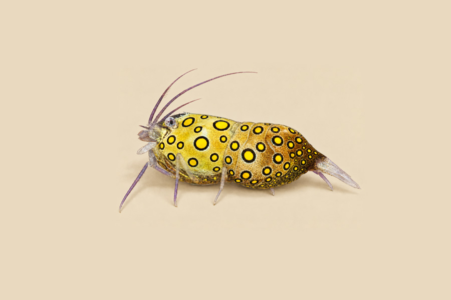 Circled Bumblebee Shrimp