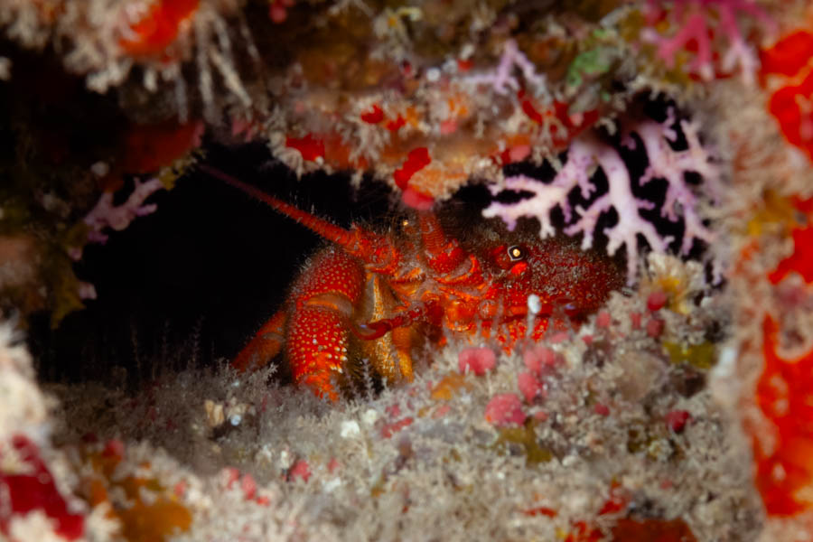 Lobsters Identification: Copper Lobster