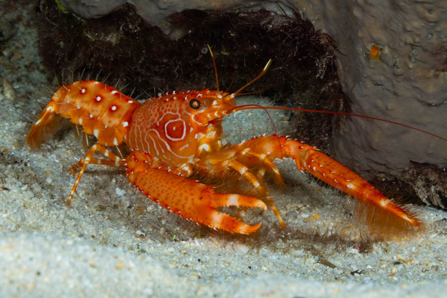 Lobsters Identification: Flaming Reef Lobster