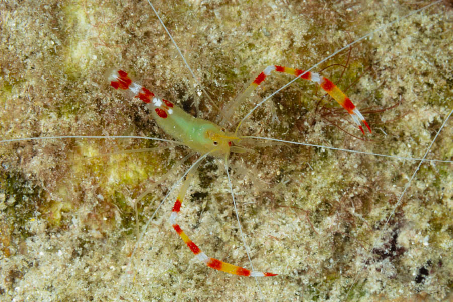 Shrimps, Cleaner Identification: Golden Coral Shrimp