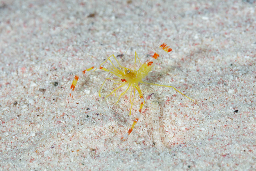 Shrimps, Cleaner Identification: Golden Coral Shrimp