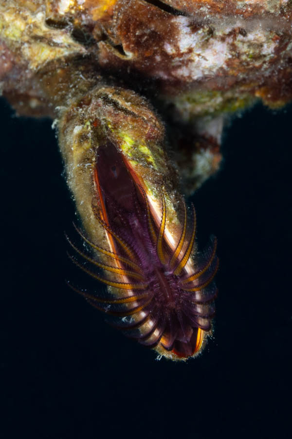 Grooved Gooseneck Barnacle Barnacles - Grooved Gooseneck Barnacle