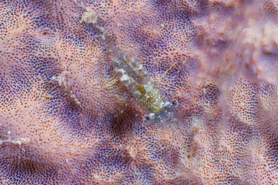 Shrimps, Other Identification: Iridescent Shrimp Complex