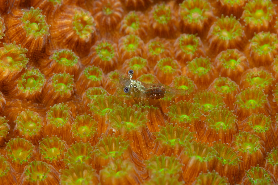 Iridescent Shrimp Complex