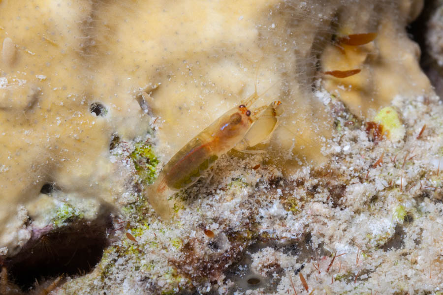 Shrimps, Snapping Identification: Largeclaw Snapping Shrimp
