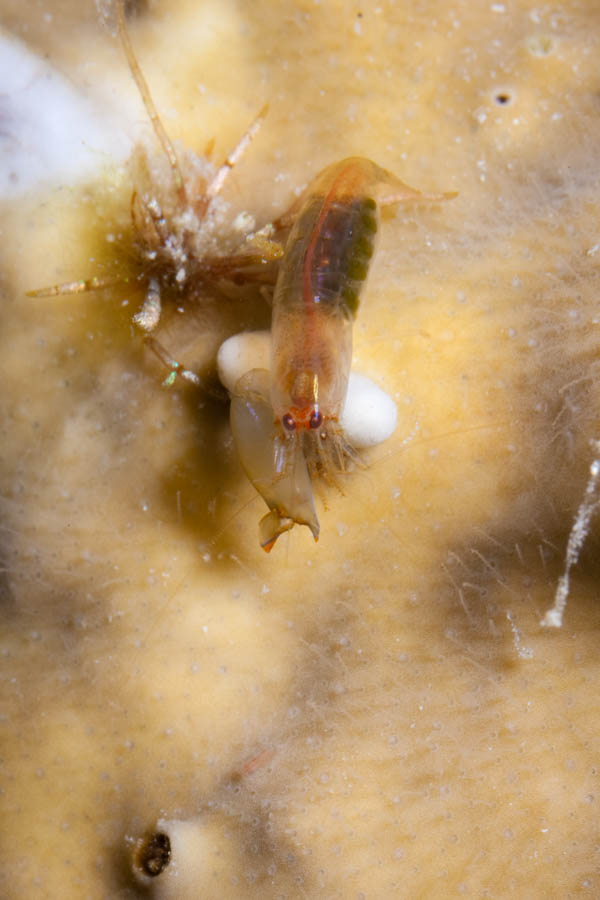 Shrimps, Snapping Identification: Largeclaw Snapping Shrimp