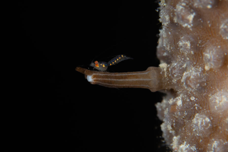 Shrimps, Other Identification: Mysid Shrimp