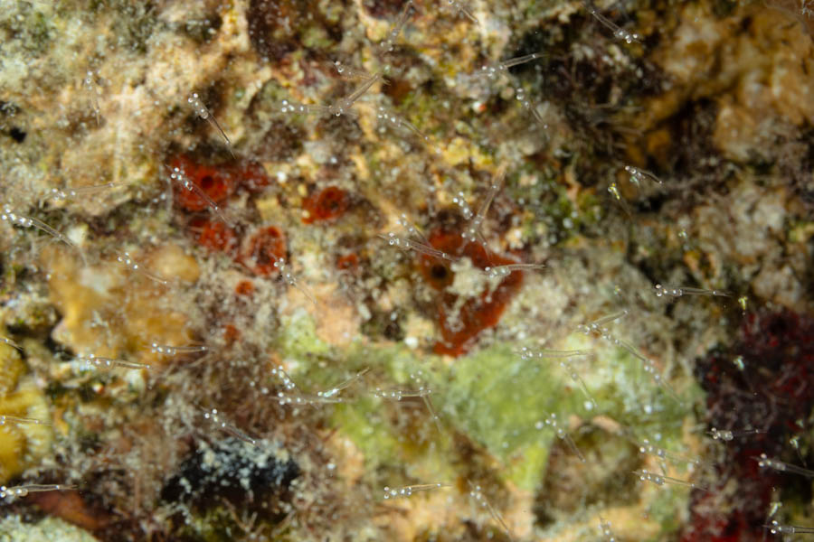 Opossum Shrimps (Mysids)