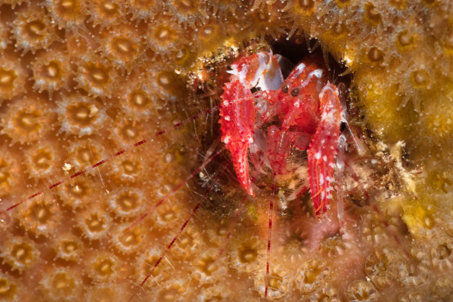 Shrimps, Snapping Identification: Nodulose Lobster Shrimp