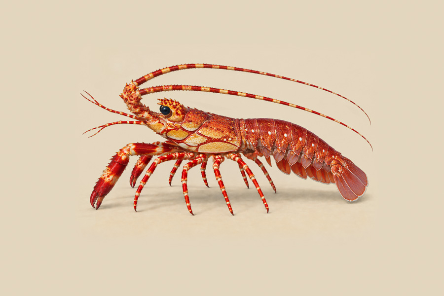 Red Banded Lobster