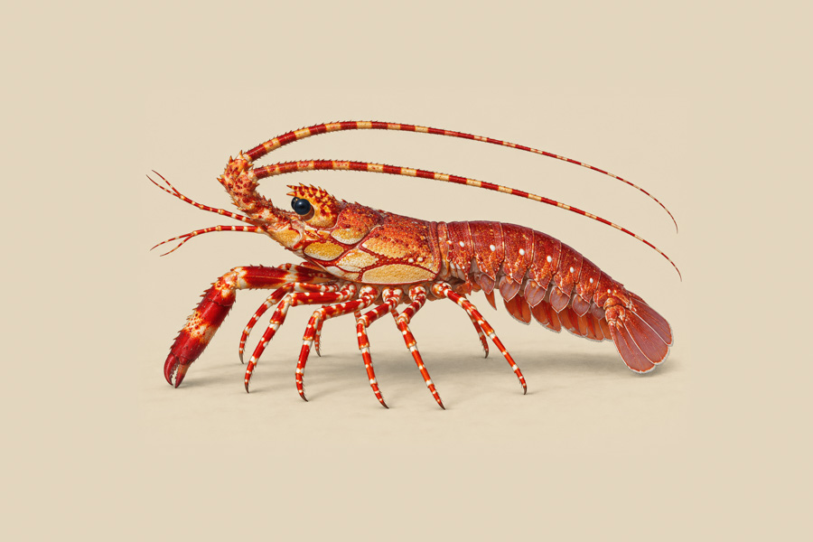 Red Banded Lobster