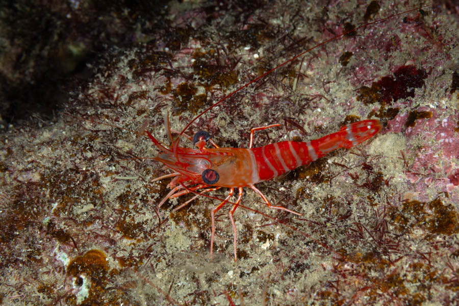 Shrimps, Invertebrates Identification: Red Night Shrimp