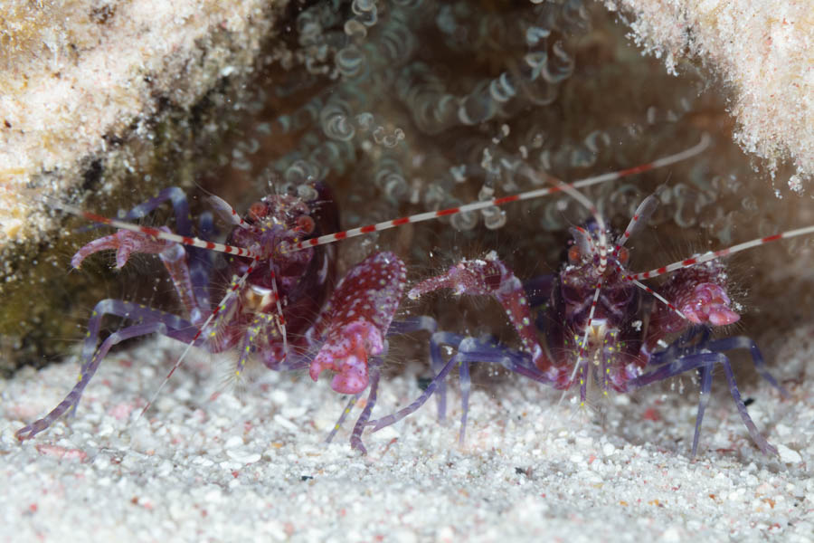 Shrimps, Snapping Identification: Red Snapping Shrimps