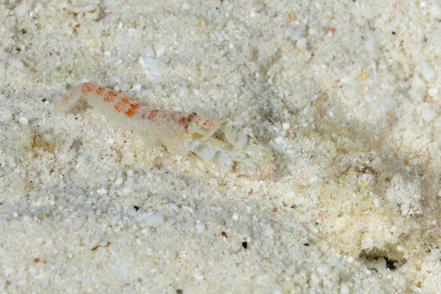 Shrimps, Snapping Identification: Redband Snapping Shrimp