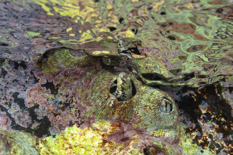 Ribbed Barnacle Shell & Pearl Blenny Barnacles - Ribbed Barnacle