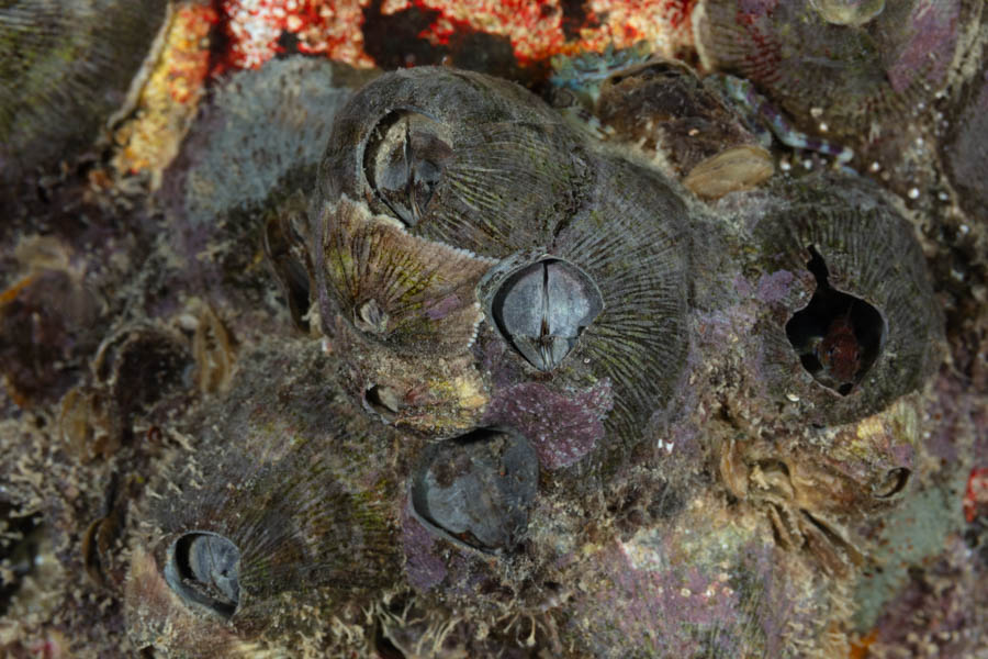 Ribbed Barnacle Barnacles - Ribbed Barnacle