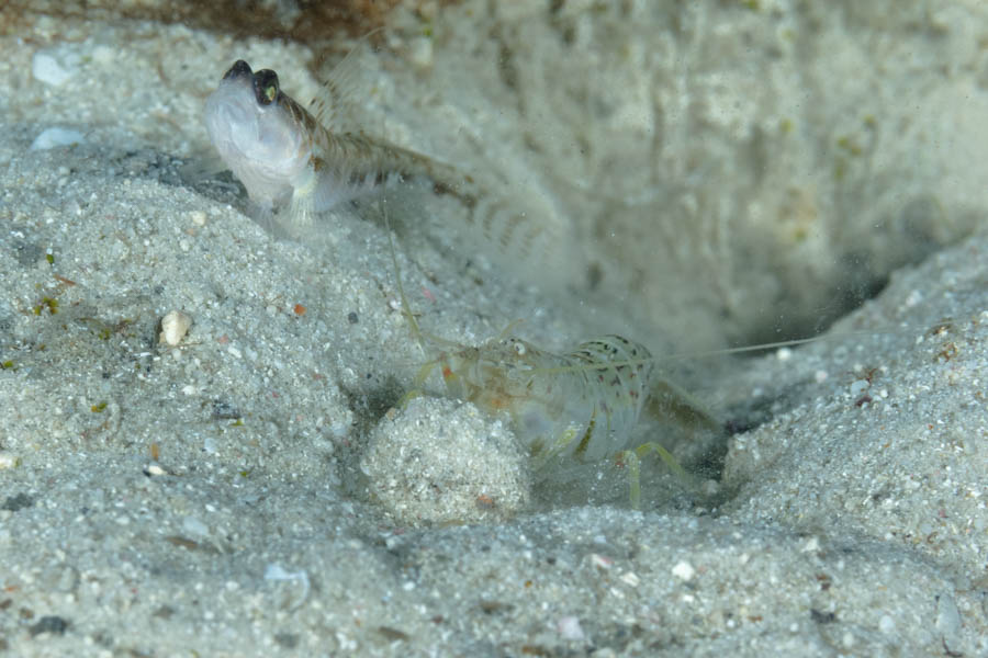 Shrimps, Snapping Identification: Sand Snapping Shrimp
