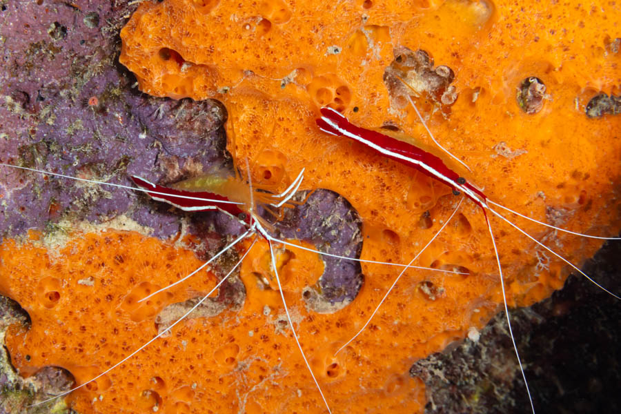 Shrimps, Cleaner Identification: Scarlet-Striped Cleaner Shrimp