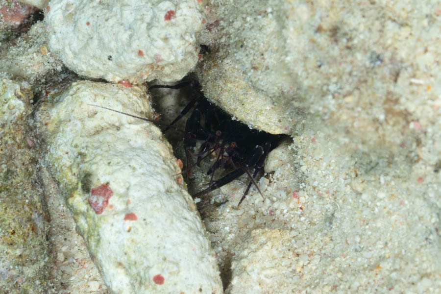 Serrated Lobster Shrimp