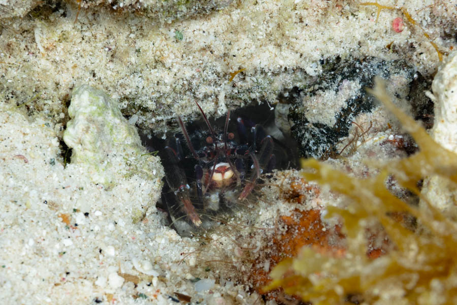 Serrated Lobster Shrimp Ghost, Lobster Shrimps - Serrated Lobster Shrimp